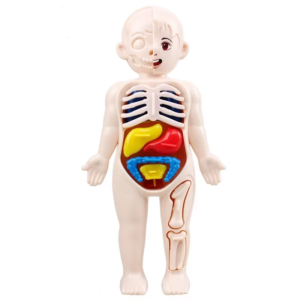 The Young Explorer's Body Lab: Your Child's First Anatomy Adventure